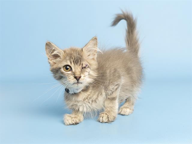 adoptable Cat in Phoenix, AZ named CALYPSO