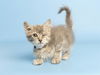 adoptable Cat in  named CALYPSO