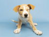 adoptable Dog in  named MAD EYE MOODY