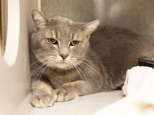 HANDSOME, an adoptable Domestic Long Hair in Phoenix, AZ