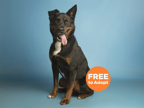 MOOKIE, an adoptable Bernese Mountain Dog in Phoenix, AZ
