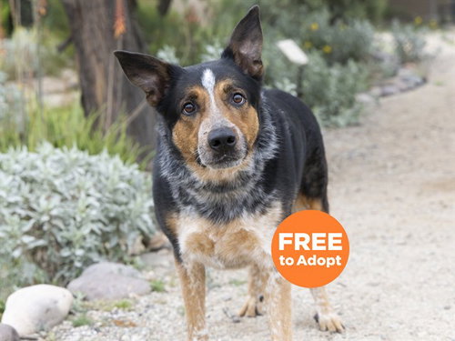 GROOT, an adoptable Queensland Heeler in Phoenix, AZ