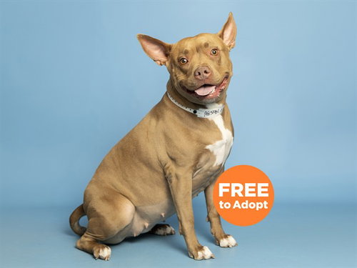 COCO, an adoptable American Pit Bull Terrier in Phoenix, AZ