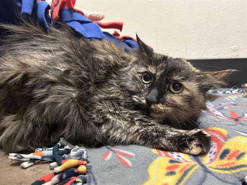 LILIY, an adoptable Domestic Long Hair in Phoenix, AZ