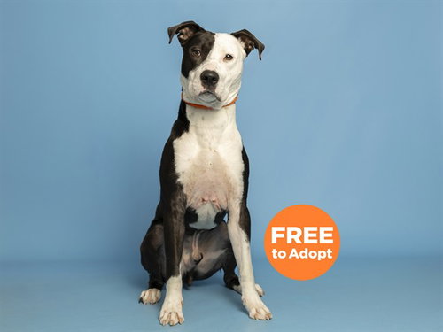 KAIN, an adoptable American Pit Bull Terrier in Phoenix, AZ