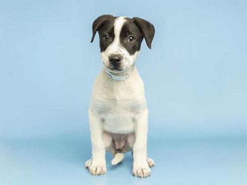 DIANA, an adoptable Australian Cattle Dog in Phoenix, AZ