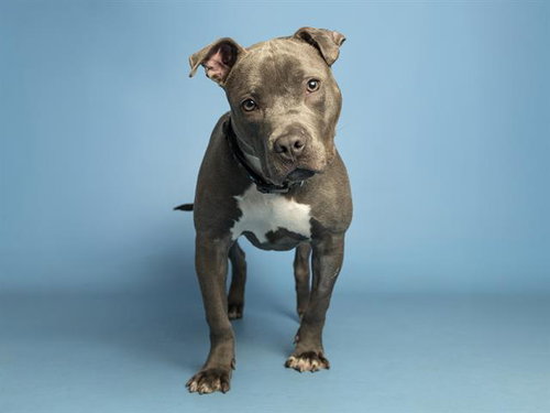 BALA, an adoptable Staffordshire Bull Terrier in Phoenix, AZ