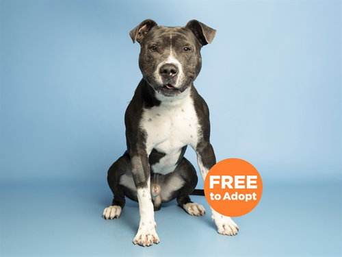 HANDSOME, an adoptable American Pit Bull Terrier in Phoenix, AZ