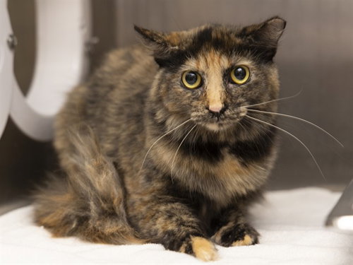 VICTORIA, an adoptable Domestic Short Hair in Phoenix, AZ
