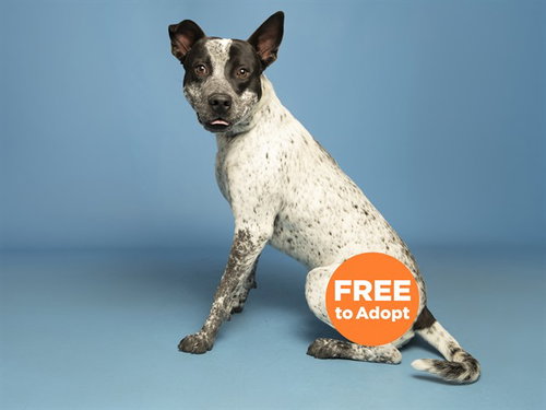 BARLEY, an adoptable Australian Cattle Dog in Phoenix, AZ