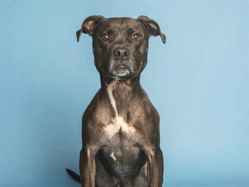 SPOCK, an adoptable American Pit Bull Terrier in Phoenix, AZ