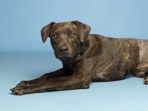 EMILIO, an adoptable American Pit Bull Terrier in Phoenix, AZ