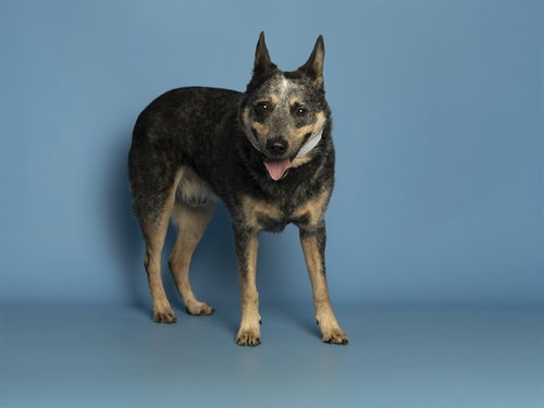 CONNOR, an adoptable Australian Cattle Dog in Phoenix, AZ