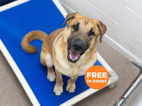 FINN, an adoptable Chinese Shar-Pei in Phoenix, AZ