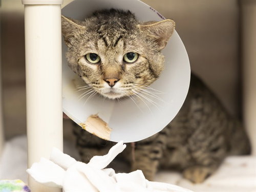 PINEAPPLE, an adoptable Domestic Short Hair in Phoenix, AZ