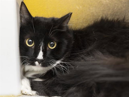 LEONARD, an adoptable Domestic Medium Hair in Phoenix, AZ