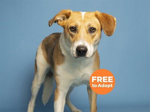 WILEY, an adoptable American Foxhound in Phoenix, AZ