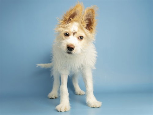 RUTH, an adoptable Australian Cattle Dog in Phoenix, AZ