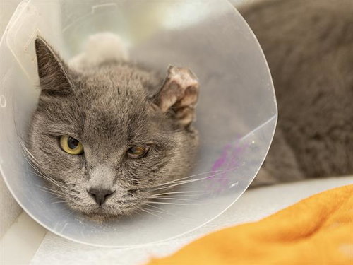 STARLA, Adult Domestic Short Hair (short coat), cat for adoption in Apache Junction, Arizona
