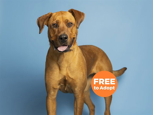 YARA, an adoptable Rhodesian Ridgeback in Phoenix, AZ