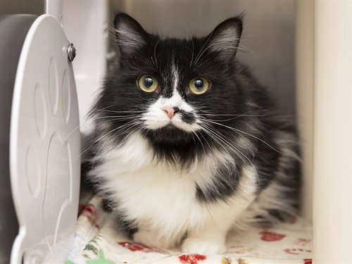 MAYA, an adoptable Domestic Long Hair in Phoenix, AZ