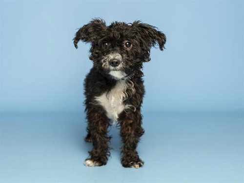 BEEMER, an adoptable Maltese in Phoenix, AZ