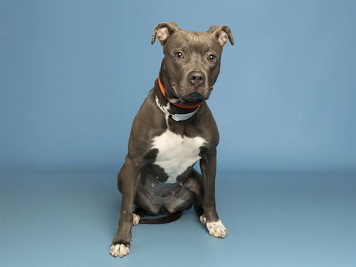 JUNEBUG, an adoptable American Pit Bull Terrier in Phoenix, AZ
