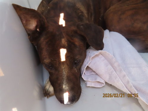 BIGBY, an adoptable American Pit Bull Terrier in Phoenix, AZ