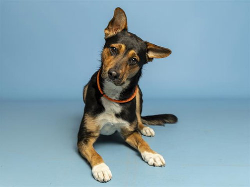 BENTLEY, an adoptable German Shepherd Dog in Phoenix, AZ