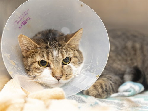SASSY, Adult Domestic Short Hair (medium coat), cat for adoption in Apache Junction, Arizona