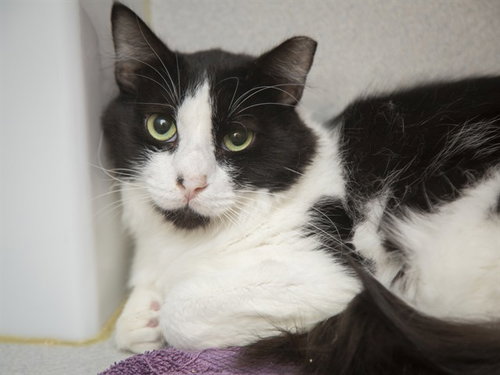WALTER, Young Domestic Long Hair (medium coat), cat for adoption in Apache Junction, Arizona