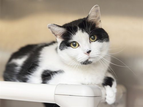 picture of the cat needing adoption