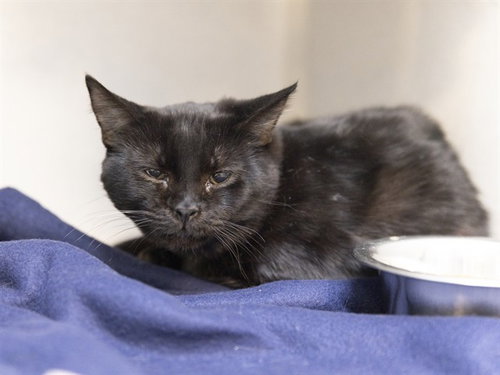 picture of the cat needing adoption