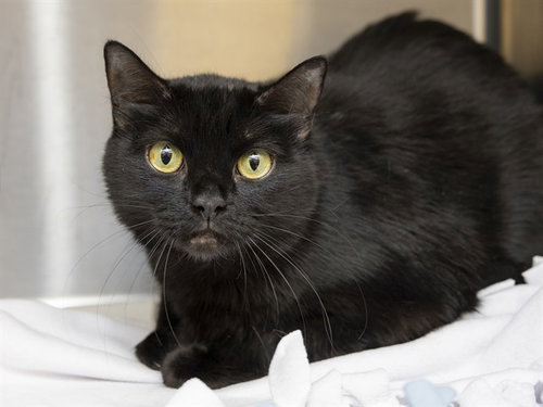 BINKY, Adult Domestic Short Hair (medium coat), cat for adoption in Apache Junction, Arizona