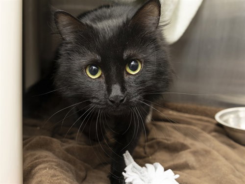 picture of the cat needing adoption