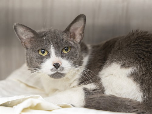 HENRY, Adult Domestic Short Hair (medium coat), cat for adoption in Apache Junction, Arizona