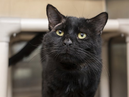 RALPH, Adult Domestic Medium Hair (medium coat), cat for adoption in Apache Junction, Arizona