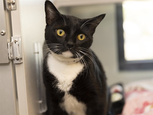 picture of the cat needing adoption