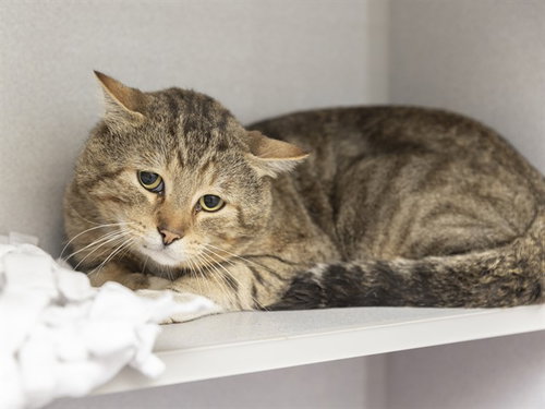 picture of the cat needing adoption