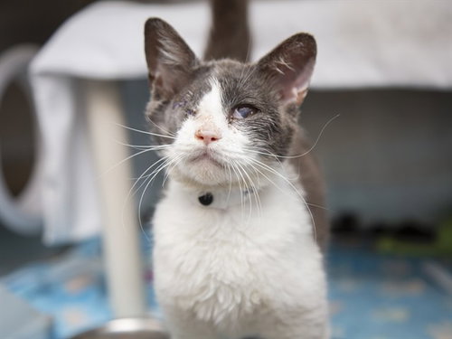 picture of the cat needing adoption
