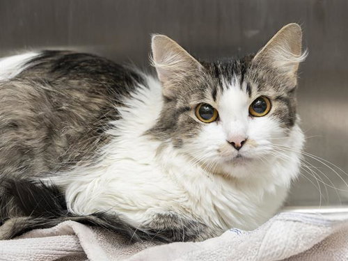 SAMMY, Senior Domestic Long Hair (medium coat), cat for adoption in Apache Junction, Arizona