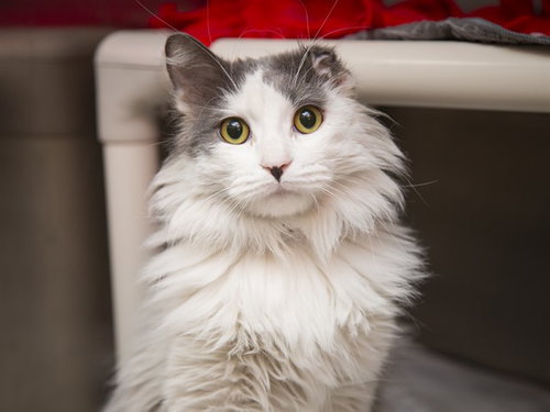 picture of the cat needing adoption