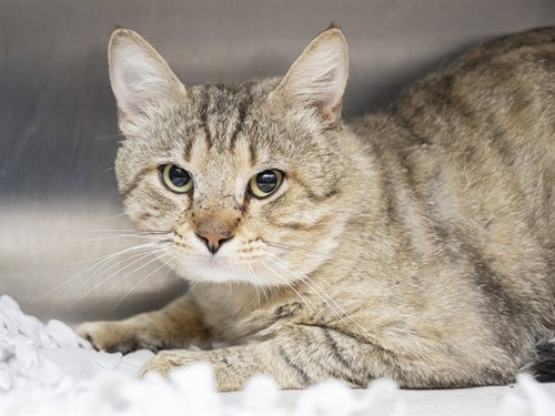 ELMO, Adult Domestic Short Hair (medium coat), cat for adoption in Apache Junction, Arizona