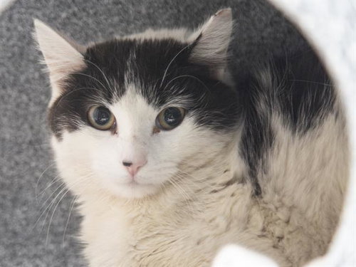 ALANA, Young Domestic Short Hair (medium coat), cat for adoption in Apache Junction, Arizona