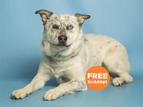 REMI, an adoptable Australian Cattle Dog in Phoenix, AZ