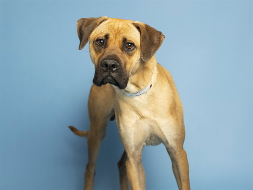 COBIE, an adoptable Black Mouth Cur in Phoenix, AZ