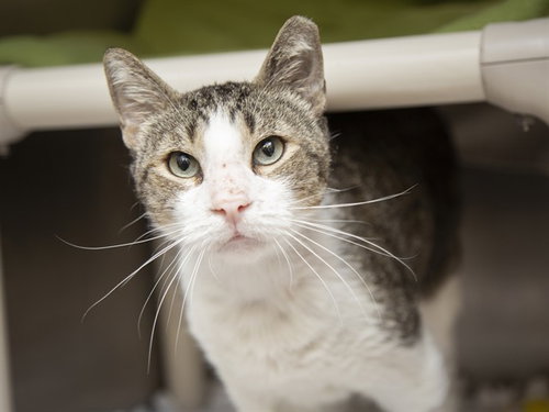 ALLIGATOR JONES, Adult Domestic Short Hair (medium coat), cat for adoption in Apache Junction, Arizona