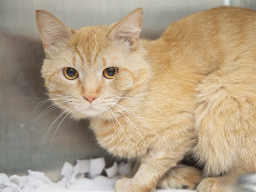 BEATBOX, Adult Domestic Short Hair (medium coat), cat for adoption in Apache Junction, Arizona