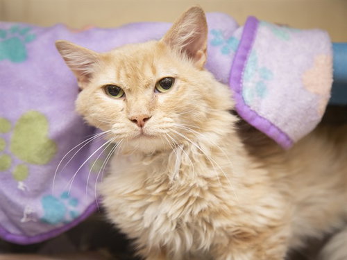 DEMARCUS, Young Domestic Long Hair (medium coat), cat for adoption in Apache Junction, Arizona