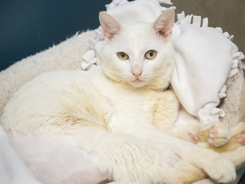 SNOWBALL, Adult Domestic Short Hair (medium coat), cat for adoption in Apache Junction, Arizona